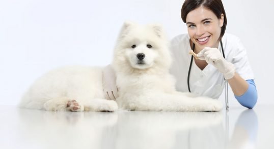 curso enfermería veterinaria