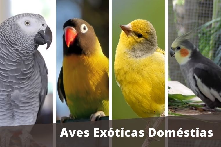 aves exóticas domésticas